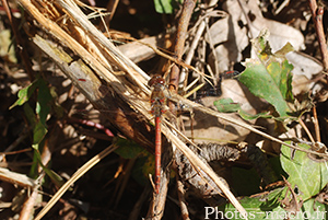 Sympetrum striolatum